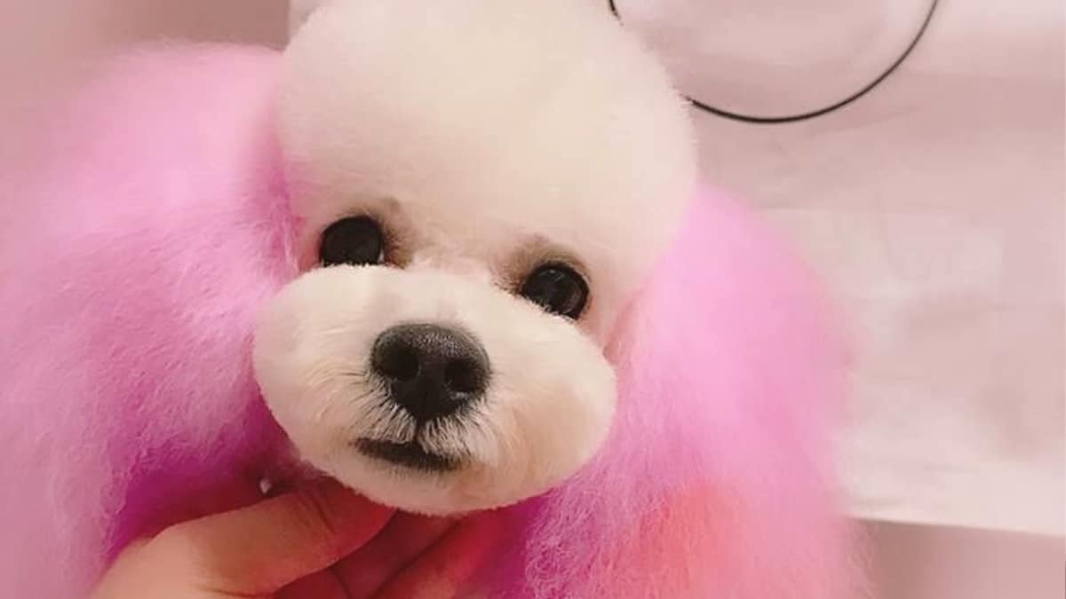 Dog Hair Dye