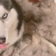 husky looking after being brushed