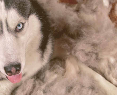 husky looking after being brushed