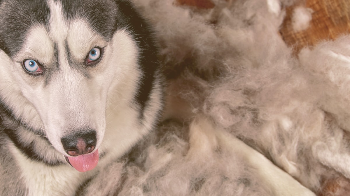 husky looking after being brushed