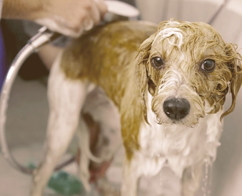 dog taking a bath