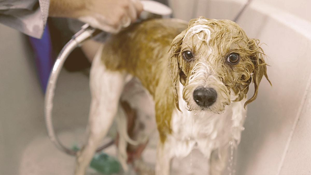 dog taking a bath