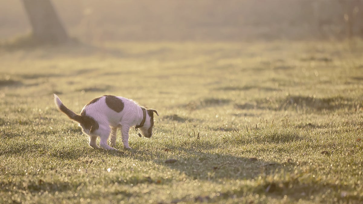 dog pooping on the grass