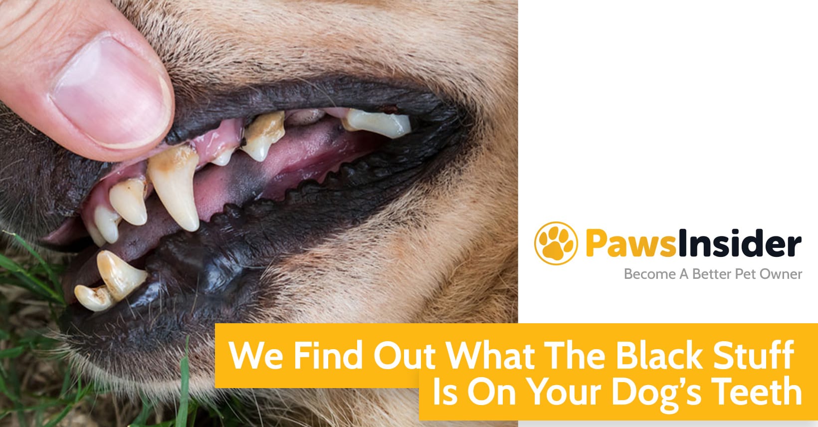 dental stuff for dogs
