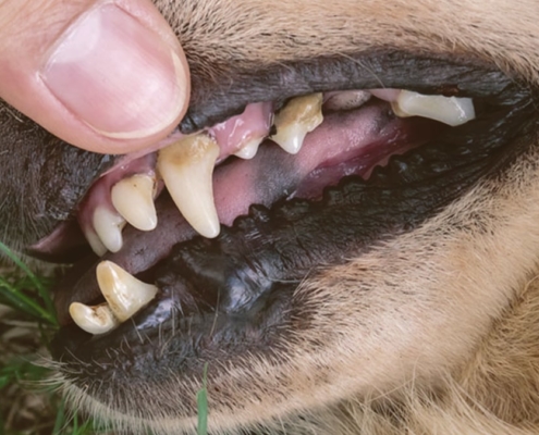 checking dog's teeth