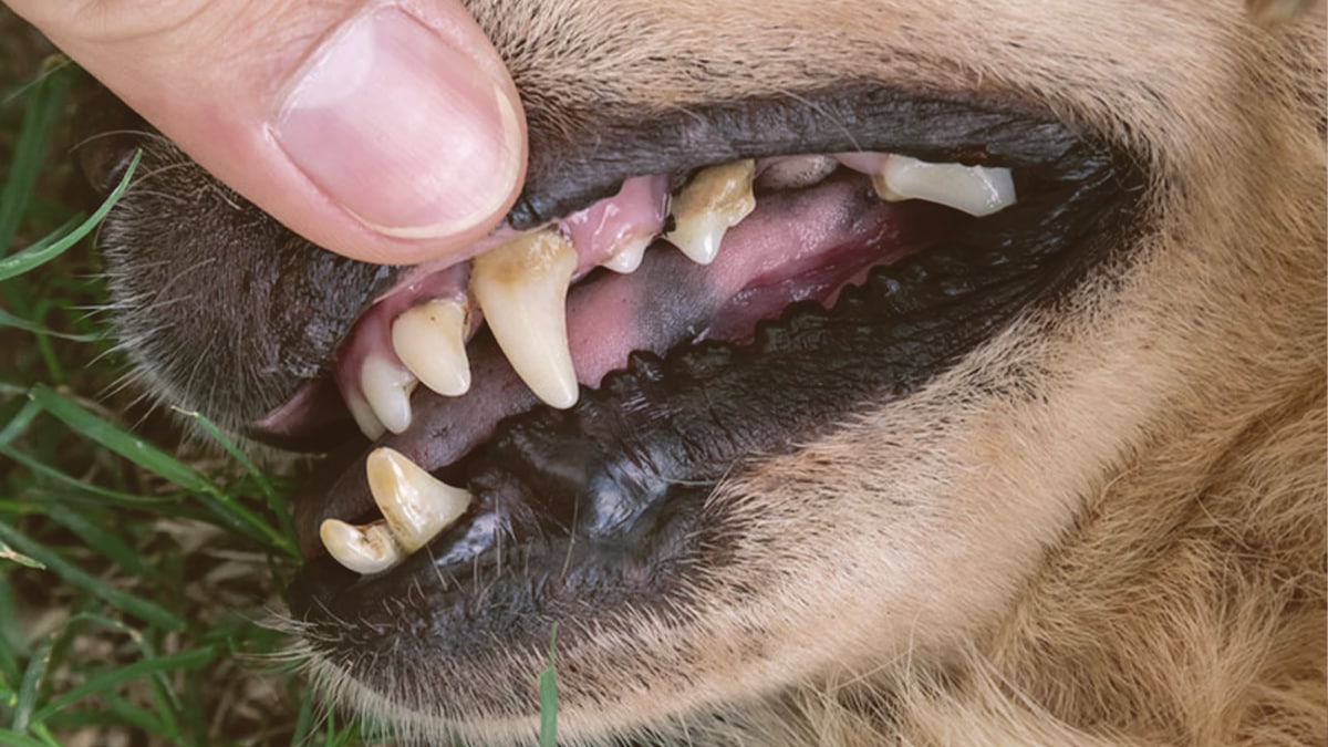 checking dog's teeth