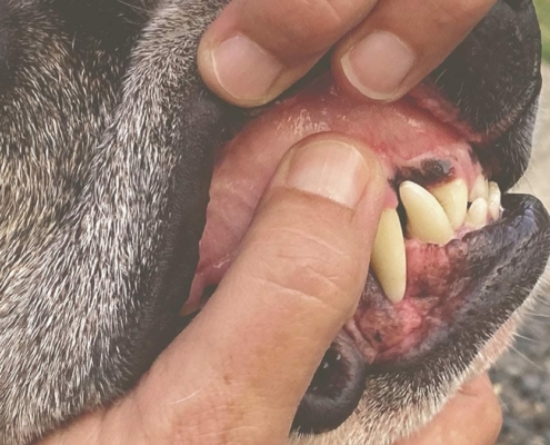 checking dog's teeth