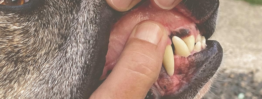 checking dog's teeth