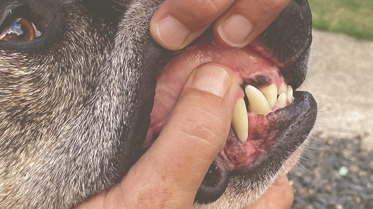 checking dog's teeth
