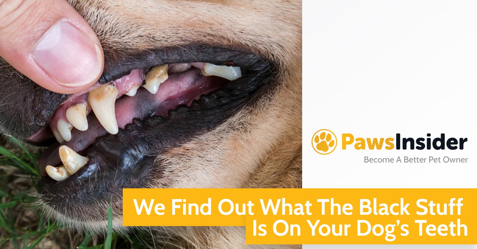 We Find Out What The Black Stuff Is On Your Dog S Teeth Paws Insider