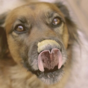 dog licking nose with peanut butter