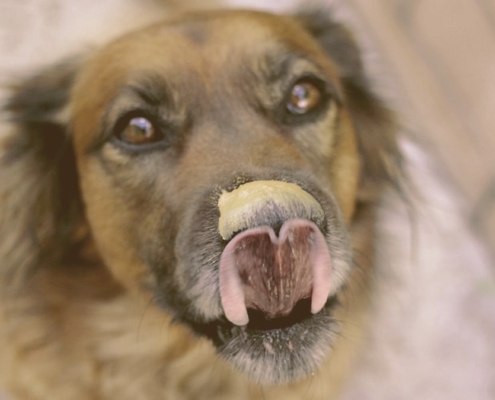 dog licking nose with peanut butter