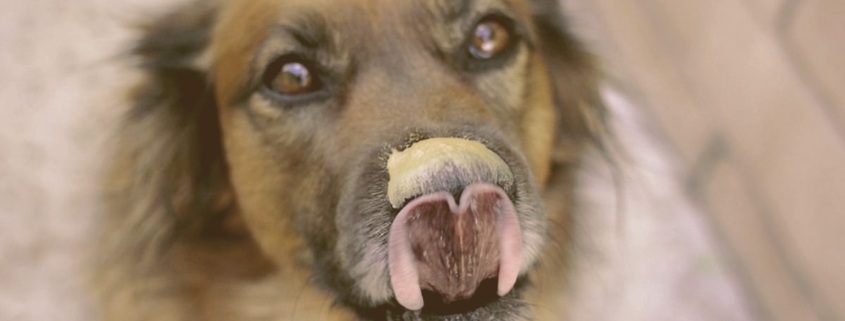 dog licking nose with peanut butter