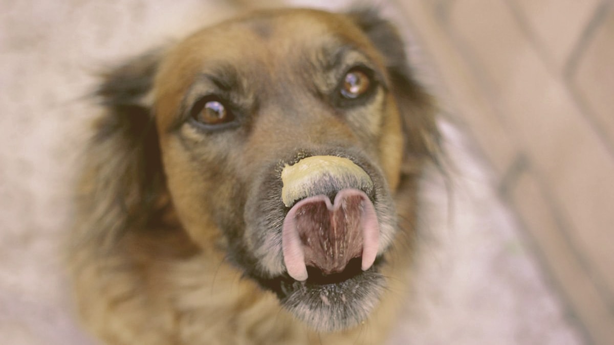 dog licking nose with peanut butter