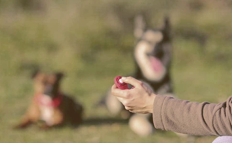 Clicker Training Clicker Training