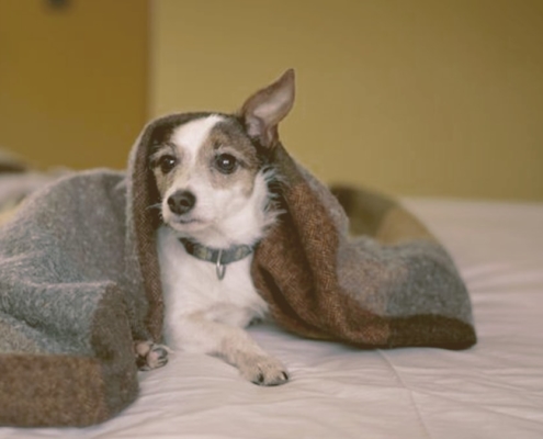 dog laying on bed