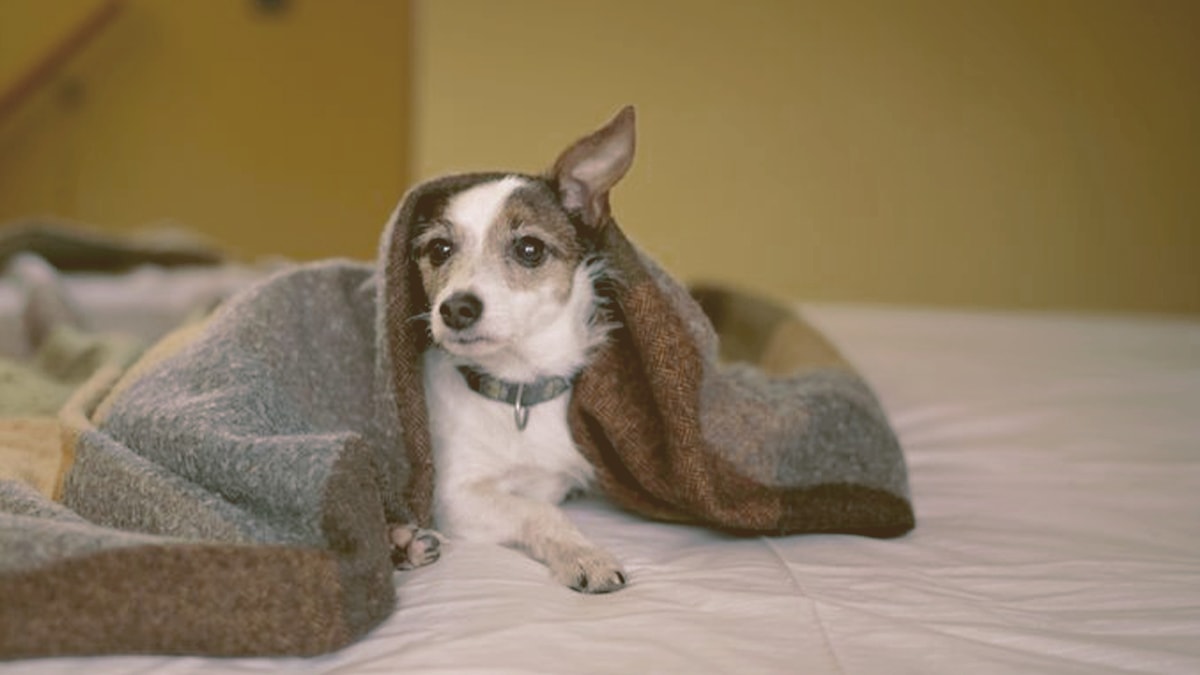 dog laying on bed