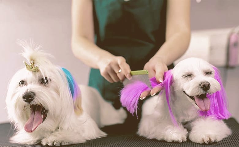 Dog Fur Dye professional taking of two dogs