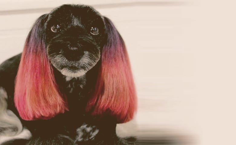 Dog Hair Dye