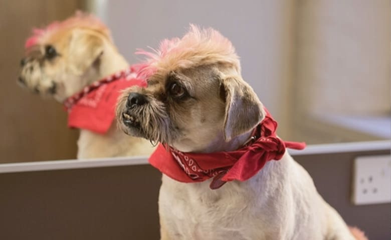 A Step-By-Step Guide For Removing Dog Hair Dye // Paws Insider