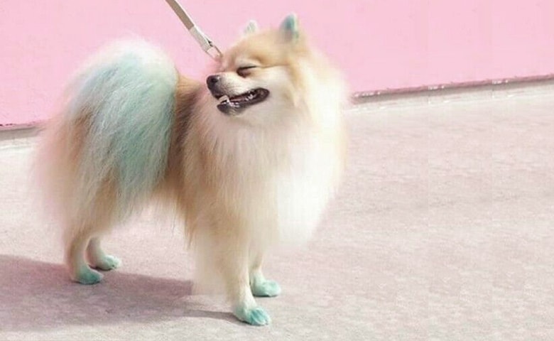 Dog Hair Dye Dog Hair Dye