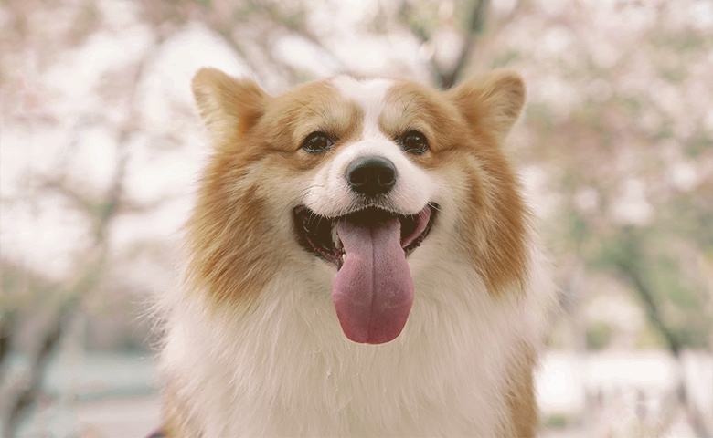 Dog with tongue out