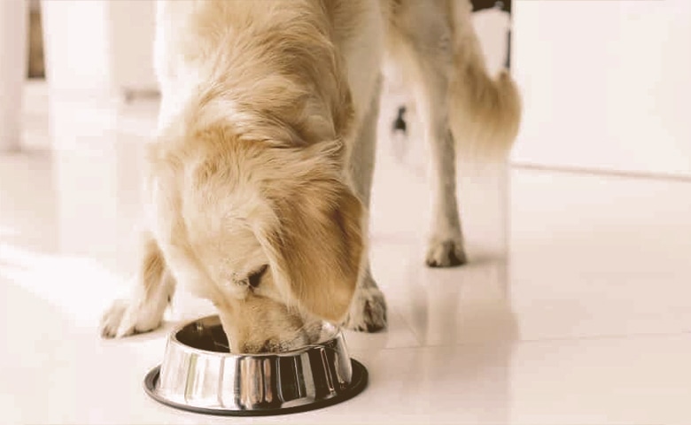 Golden Retriever eating Golden Retriever eating