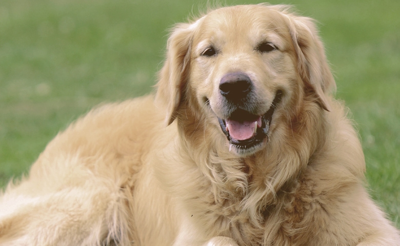 Golden Retriever laying on the grass