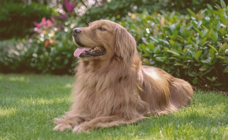 Golden Retriever laying on the grass