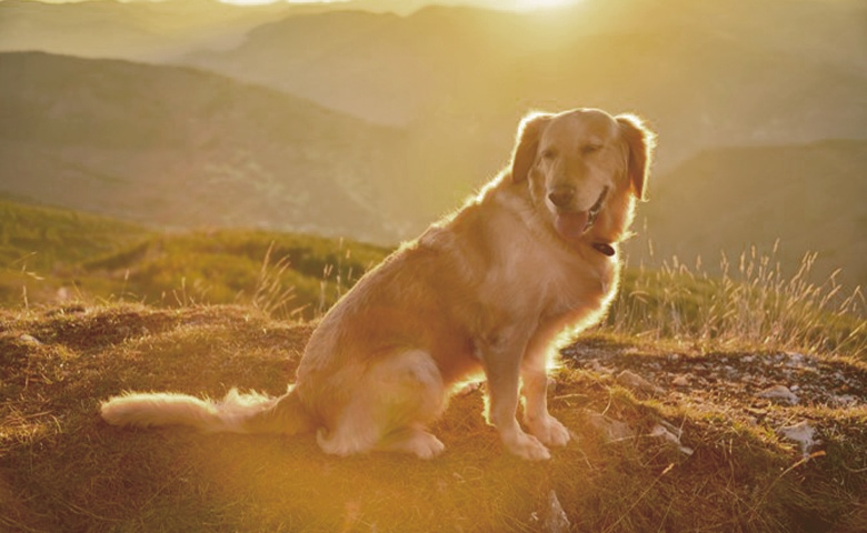 Golden Retriever looking at the montain