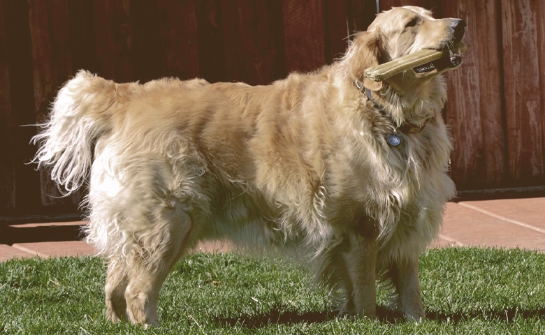 Golden-Retriever-playing