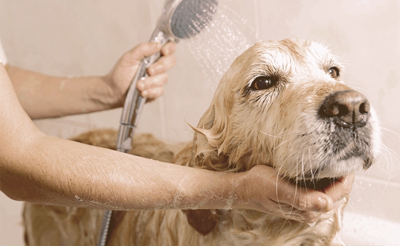 Golden Retriever taking a bath