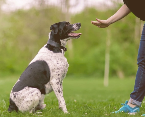 girl hand signal her dog