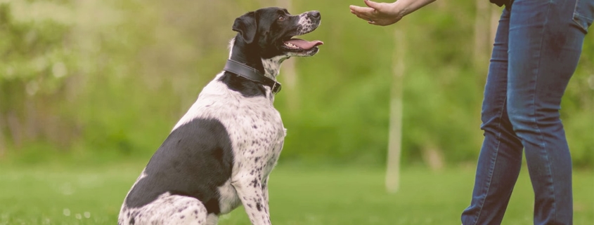 girl hand signal her dog