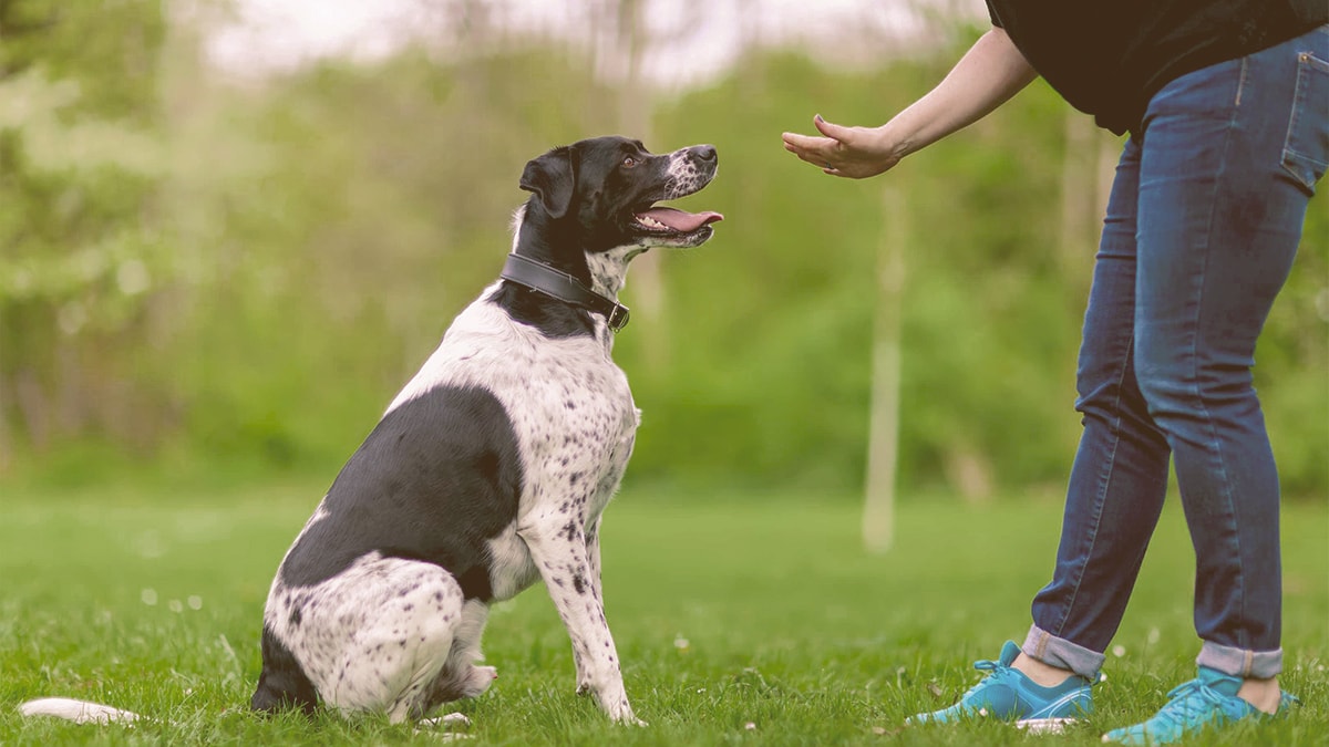 girl hand signal her dog