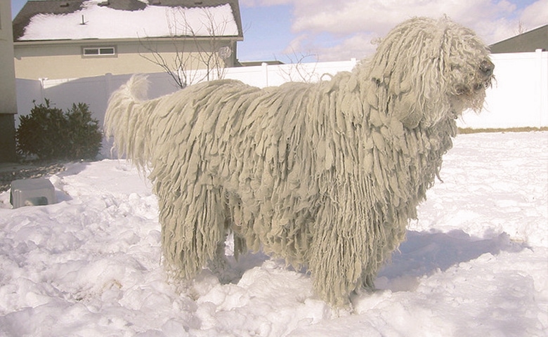 Komondor dog n the snow