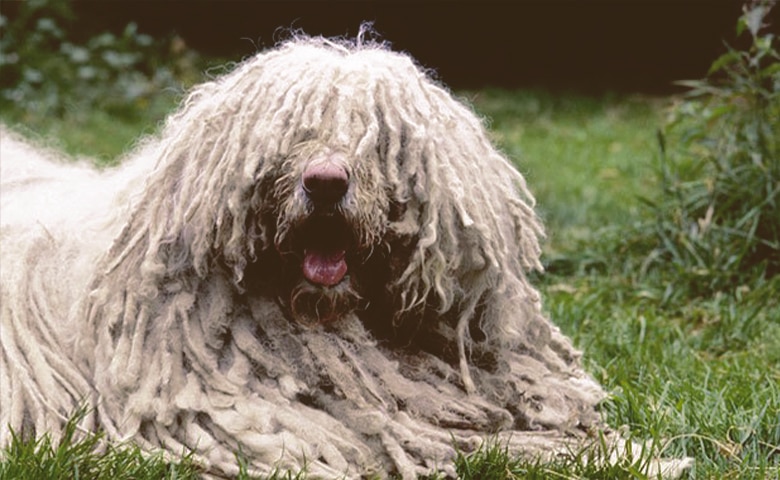 Komondor dog laying down