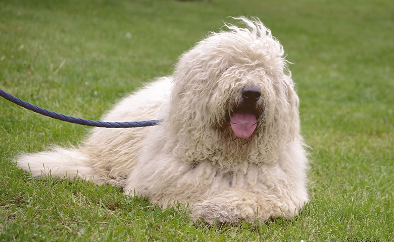 Komondor dog laying on the grass