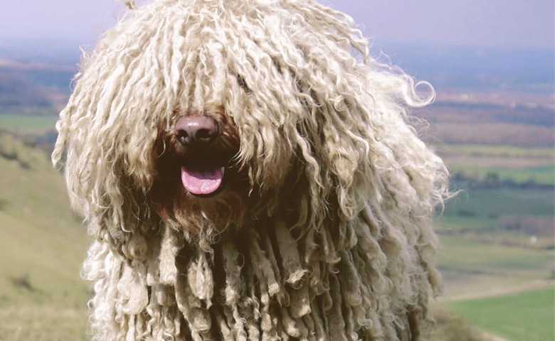 Komondor dog looking