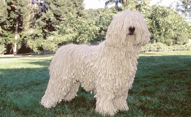 Komondor dog on the grass