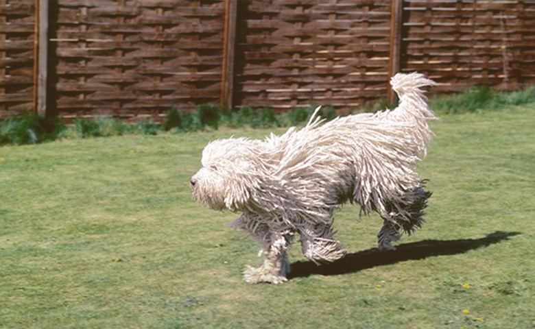 Komondor dog running