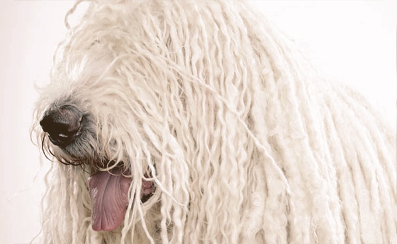 Komondor dog tongue out