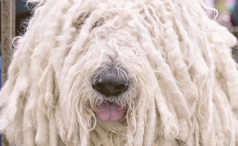 Komondor dog Komondor dog
