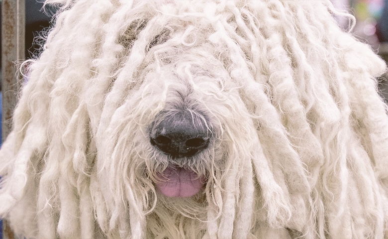 Komondor dog