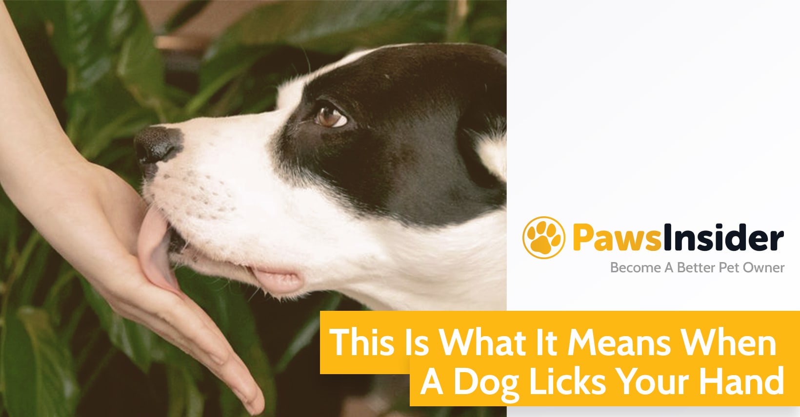 This Is What It Means When A Dog Licks Your Hand // Paws Insider