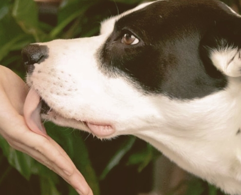 dog licking owner hand