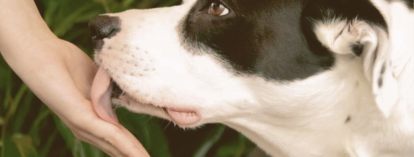 dog licking owner hand