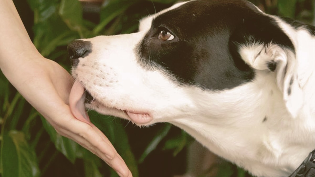 dog licking owner hand