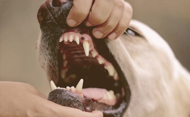 checking dog's teeth