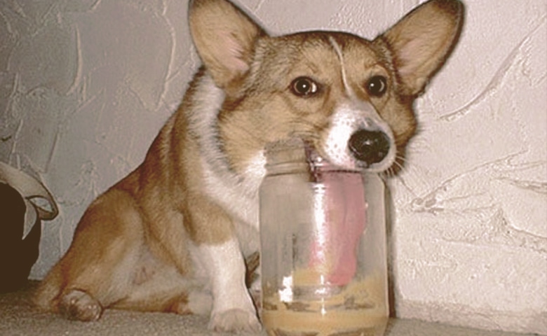 dog eating peanut butter from jar dog eating peanut butter from jar
